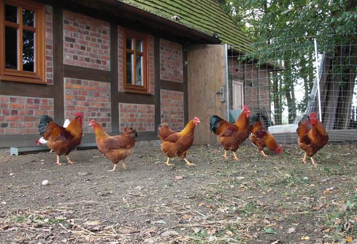 Chicken on the research farm