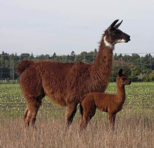 Llama and Foal